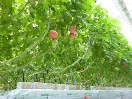 トマトの栽培施設