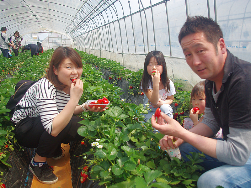 佐野観光農園 いちご畑 いちご王国とちぎ