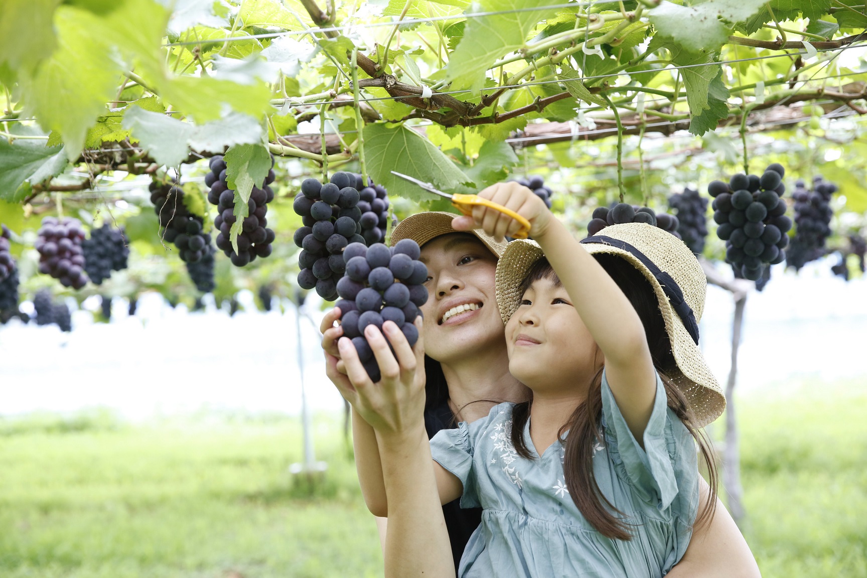 大平町ぶどう団地 ぶどう狩り とちぎの農村めぐり特集 栃木県農政部農村振興課 大平町ぶどう団地 ぶどう狩り とちぎの農村めぐり特集 栃木県農政部農村振興課