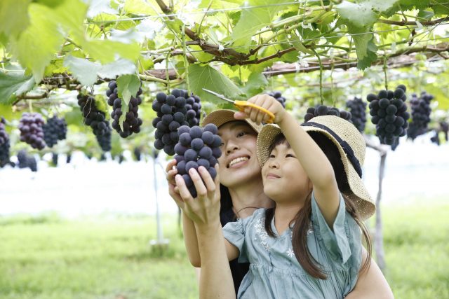 大平町ぶどう団地・ぶどう狩り