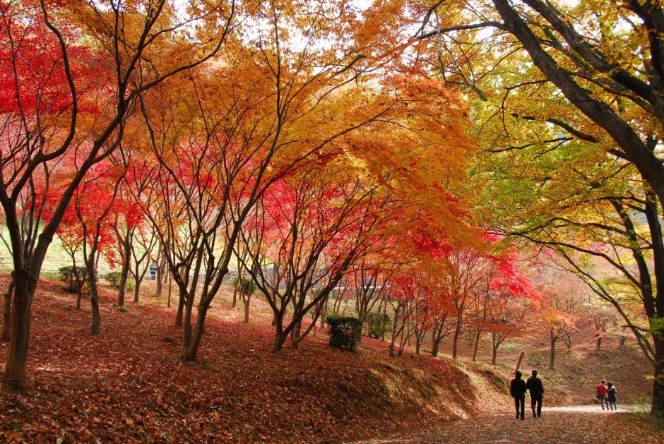 織姫公園　もみじ谷