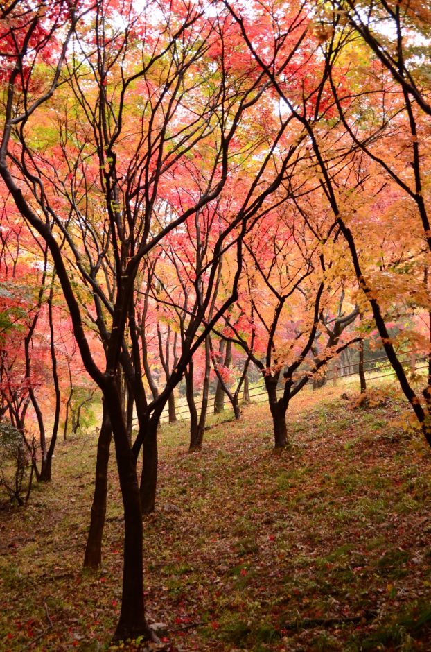 織姫公園　もみじ谷