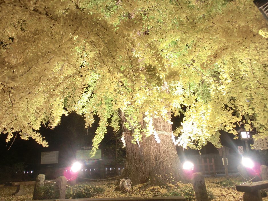 大公孫樹（いちょう）祭