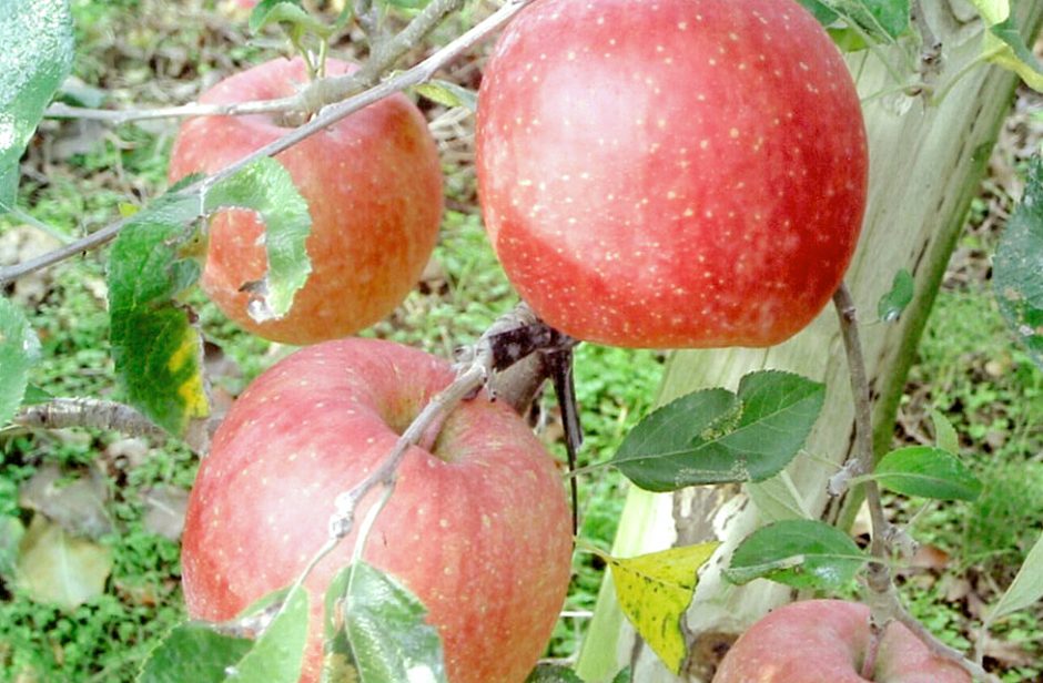 大森果樹園