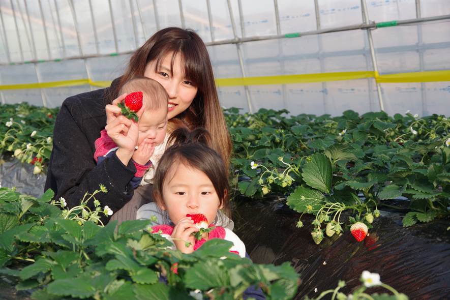 MASHIKO STRAWBERRY FARM（マシコストロベリーファーム）