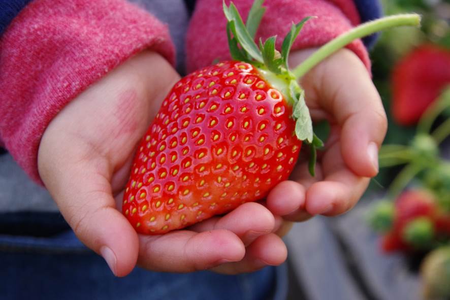 MASHIKO STRAWBERRY FARM（マシコストロベリーファーム）