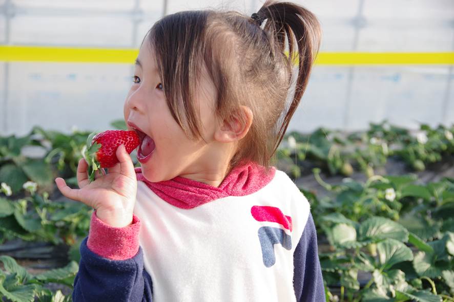 MASHIKO STRAWBERRY FARM（マシコストロベリーファーム）