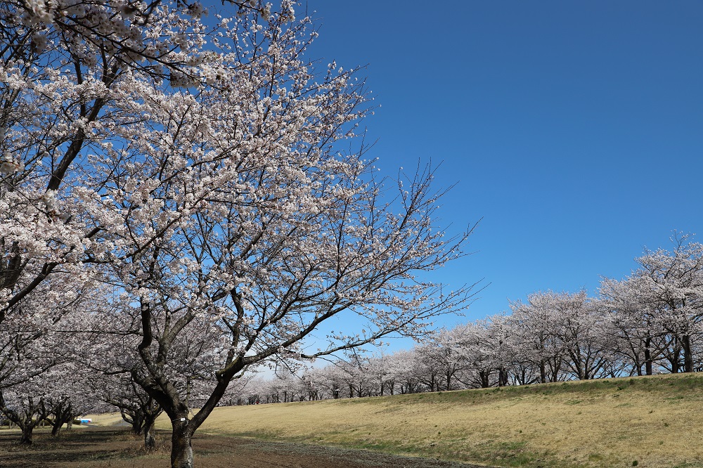 氏家ゆうゆうパークの桜