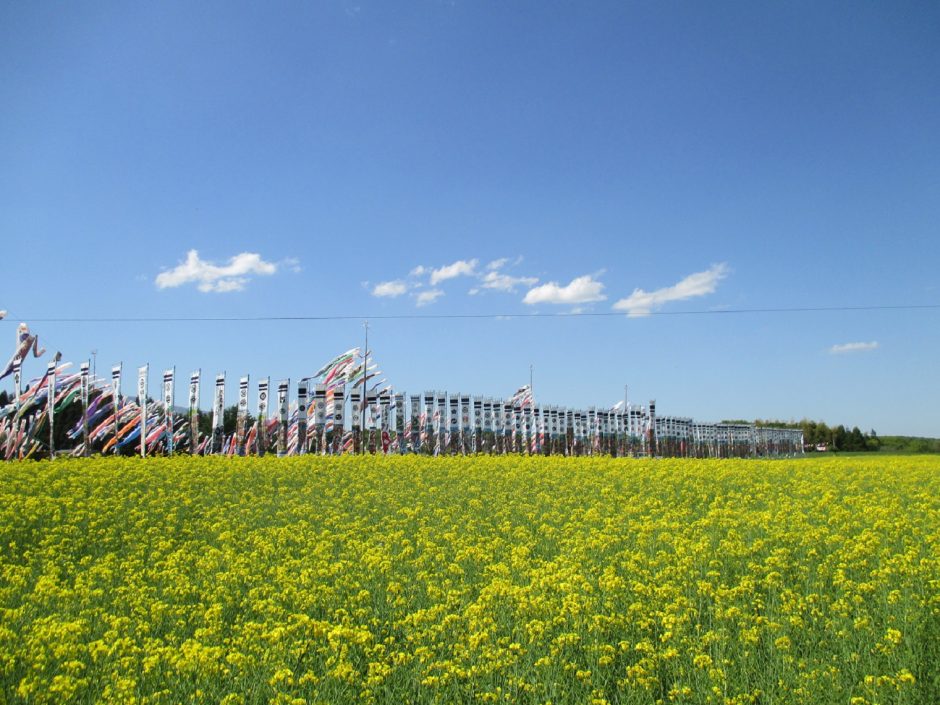 大谷の菜の花畑