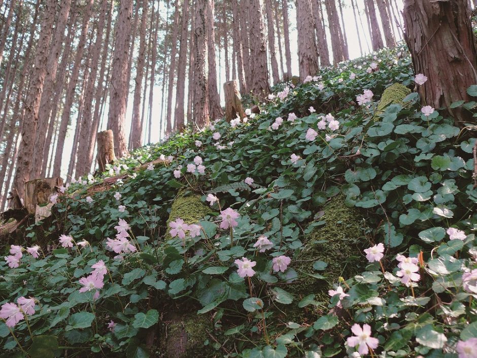 富山のイワウチワ