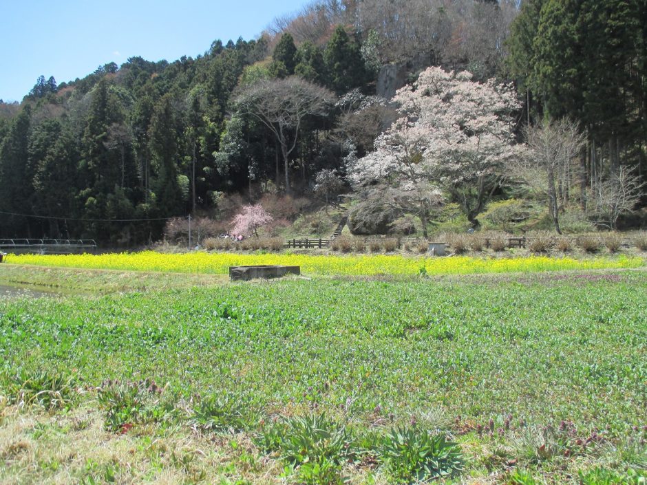 堂の下の岩観音の菜の花畑