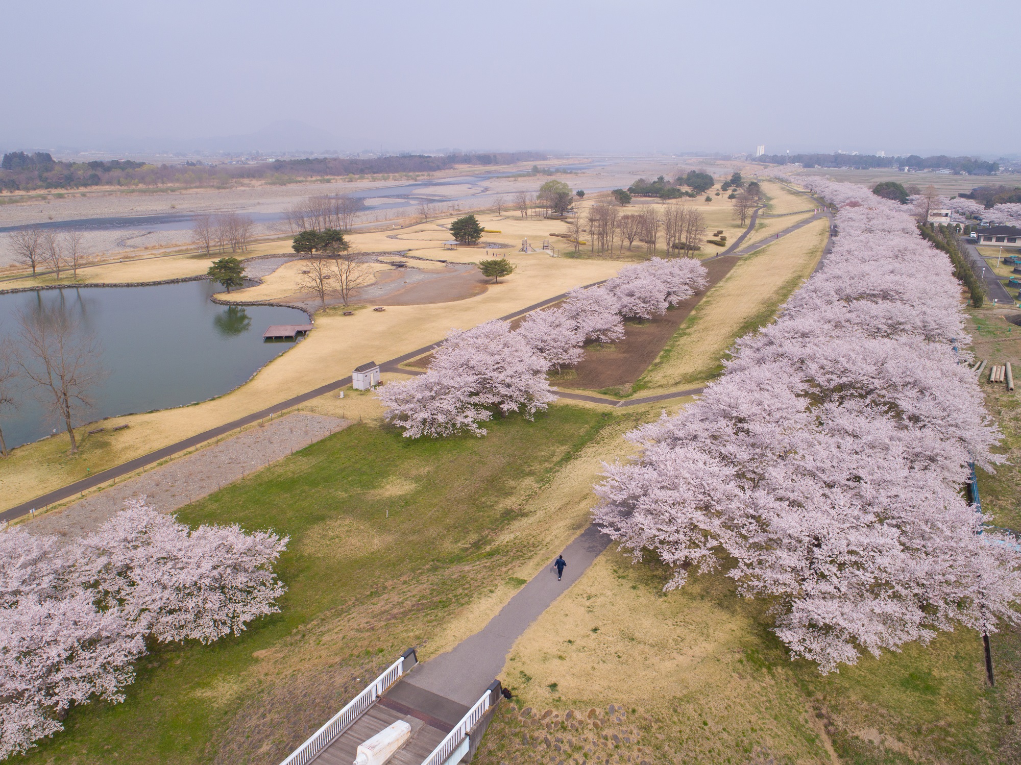 氏家ゆうゆうパークの桜