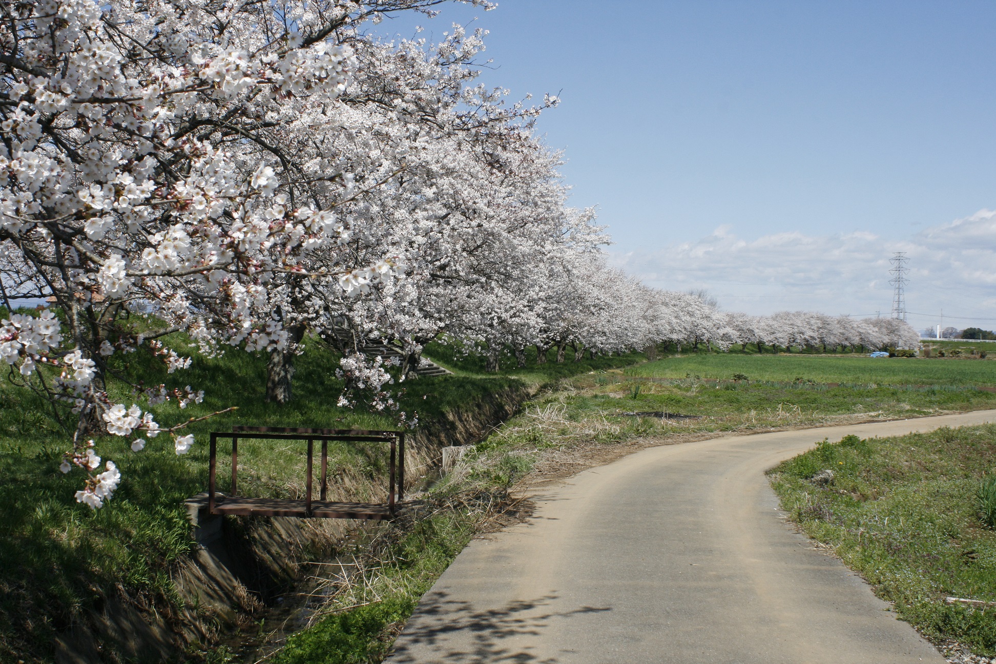 田川さくら堤