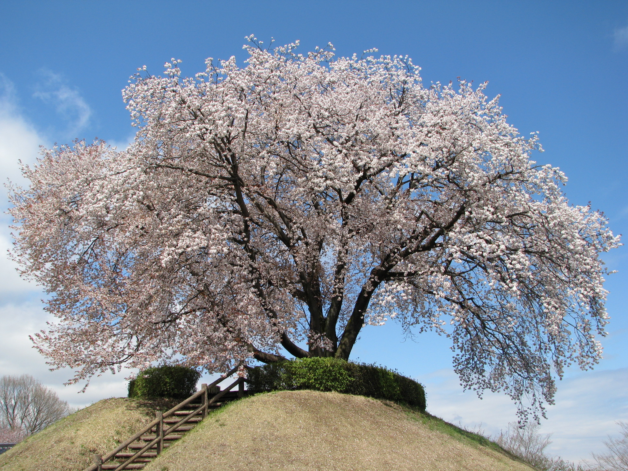 つがの里の桜