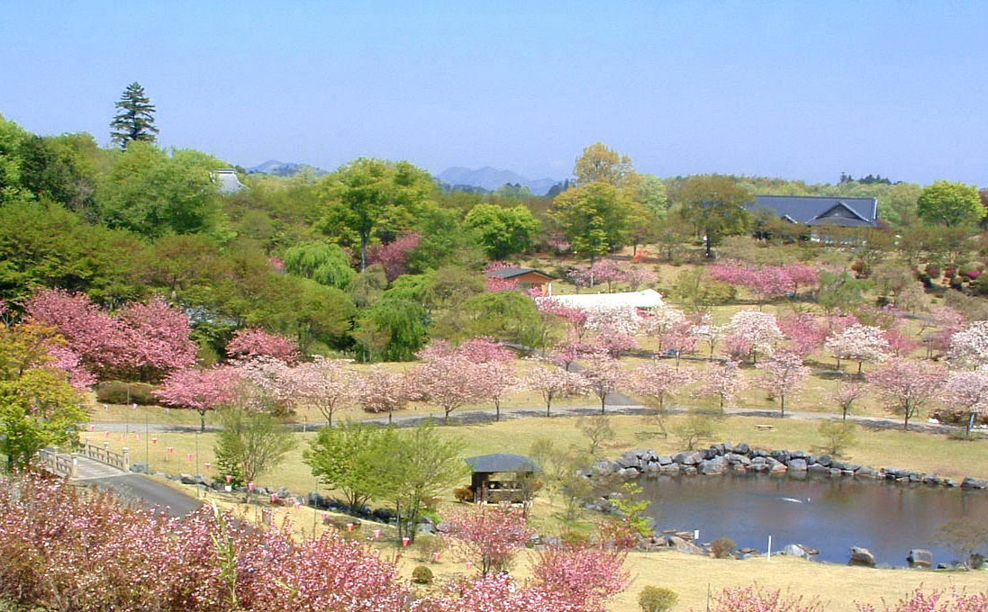 つがの里の桜