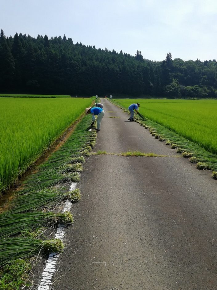 しめ縄用稲の天日干し