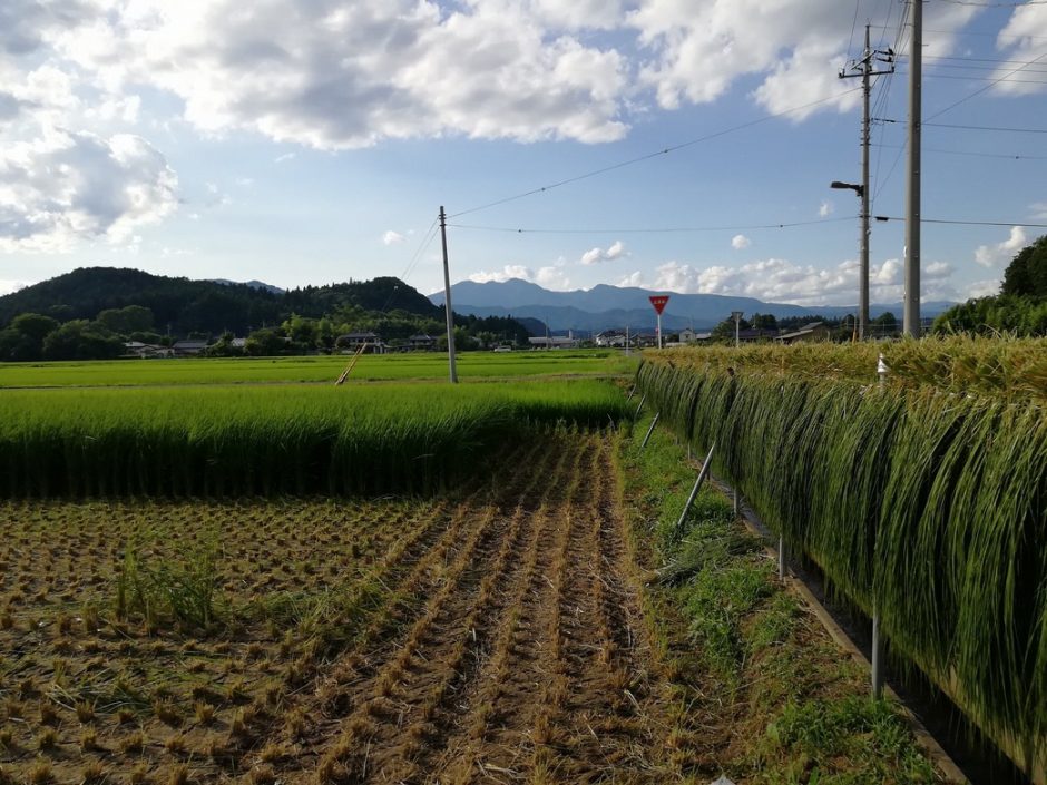 しめ縄用稲の天日干し