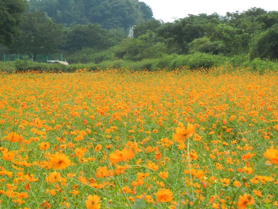 鬼怒グリーンパーク　黄花コスモス