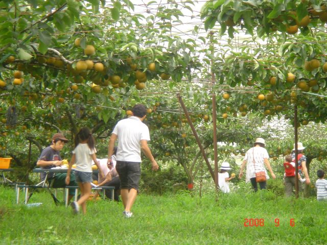 梨狩り・金田果樹園