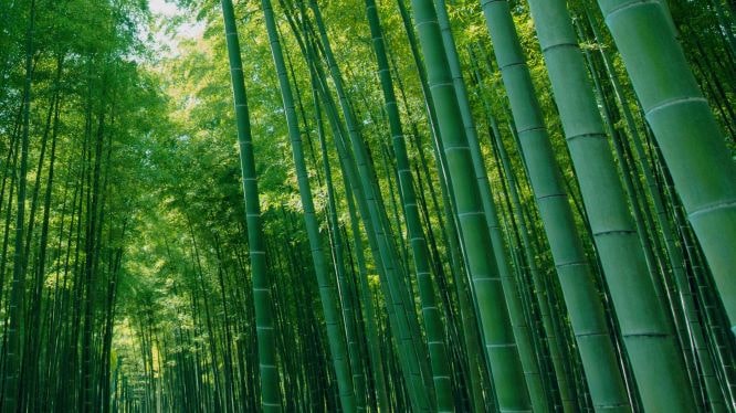 若竹の杜　若山農場