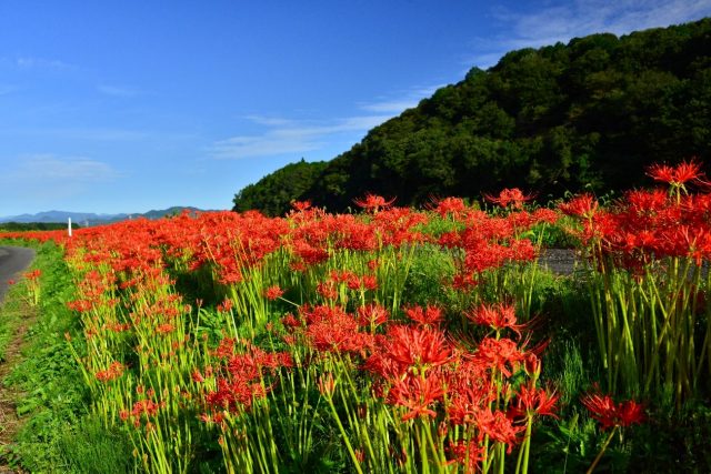 大久保の彼岸花