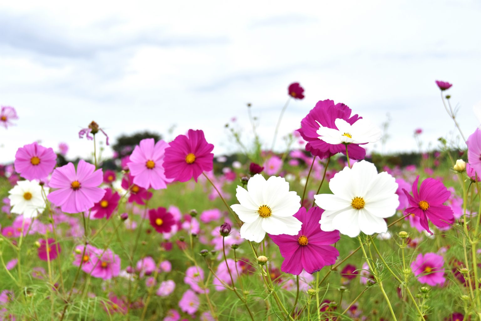 120万本のコスモスが咲き誇る鬼怒グリーンパークの「コスモスまつり」へ！ とちぎの農村めぐり特集 栃木県農政