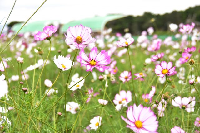 1万本のコスモスが咲き誇る鬼怒グリーンパークの コスモスまつり へ とちぎの農村めぐり特集 栃木県農政部農村振興課