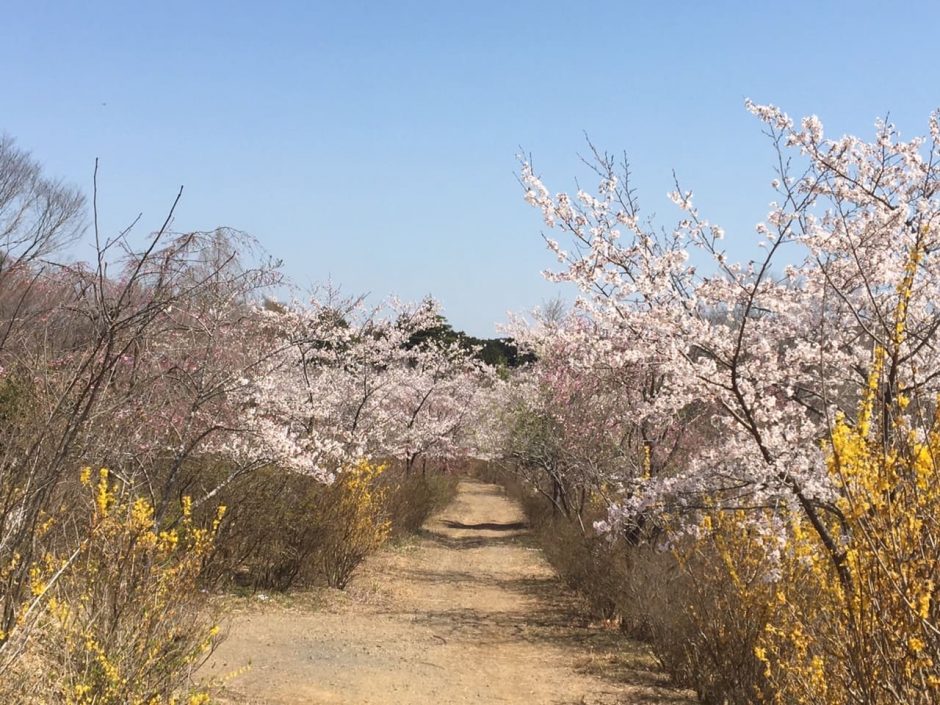 樹の花自然園　花の山