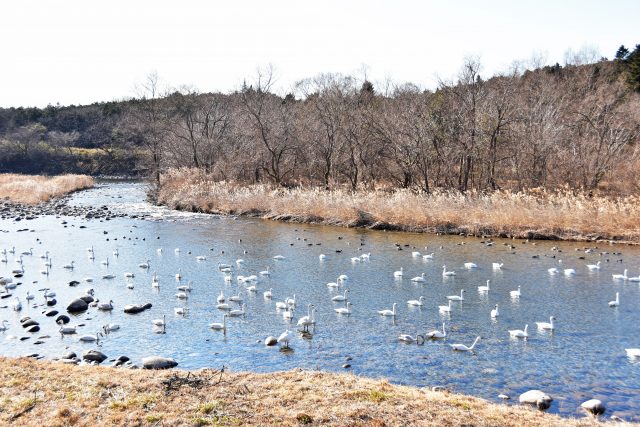 冬の風物詩 白鳥の優美な姿を観察できる 白鳥飛来地塩谷 とちぎの農村めぐり特集 栃木県農政部農村振興課