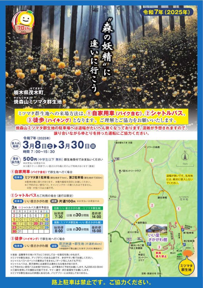 焼森山ミツマタ群生地