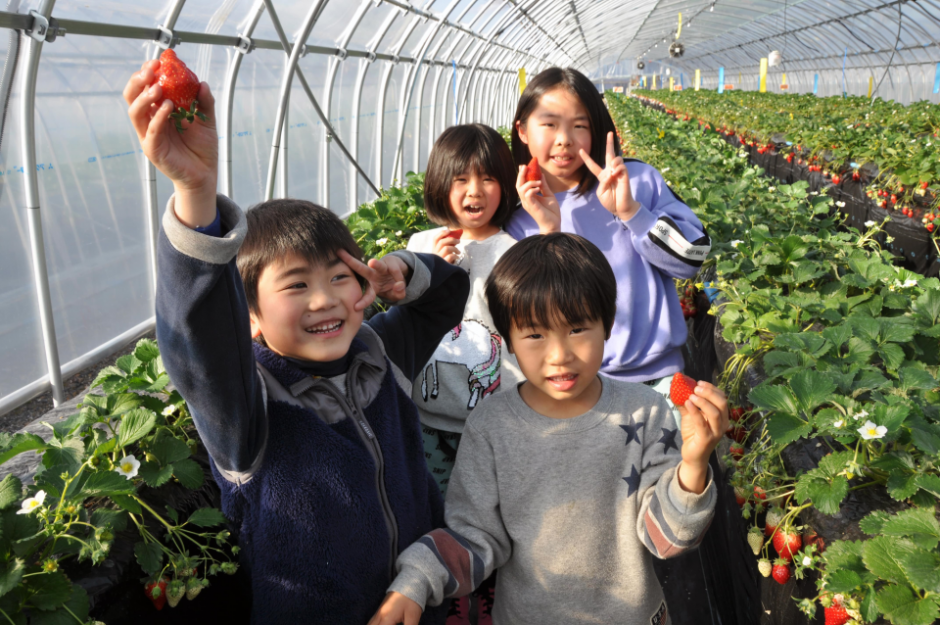 鹿沼市花木センター観光いちご園ベリーちゃんハウス