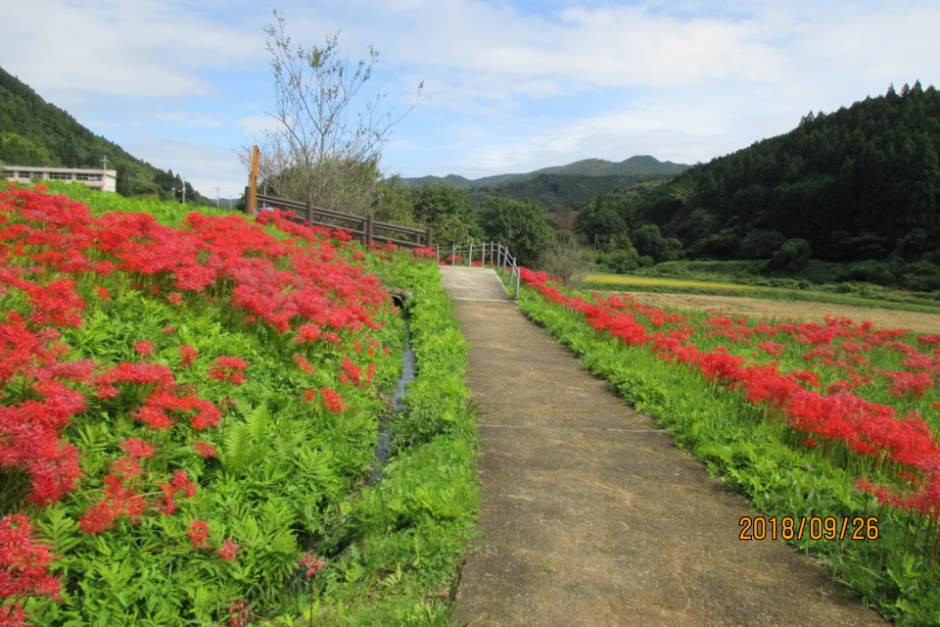 蓑沢彼岸花公園