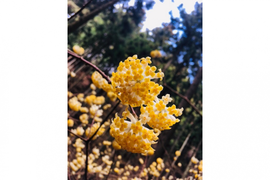焼森山ミツマタ群生地