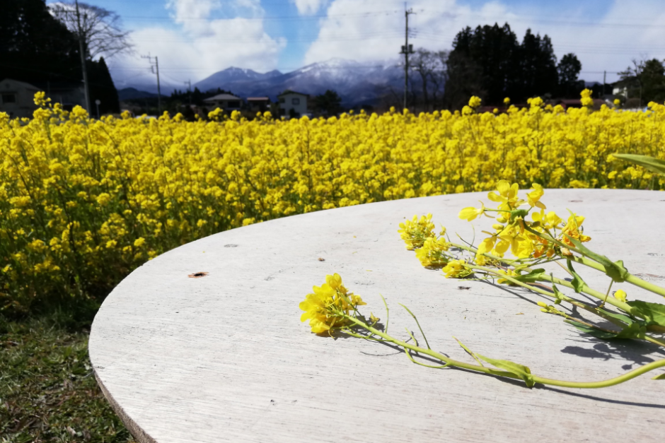 日光の３つの菜の花畑めぐり