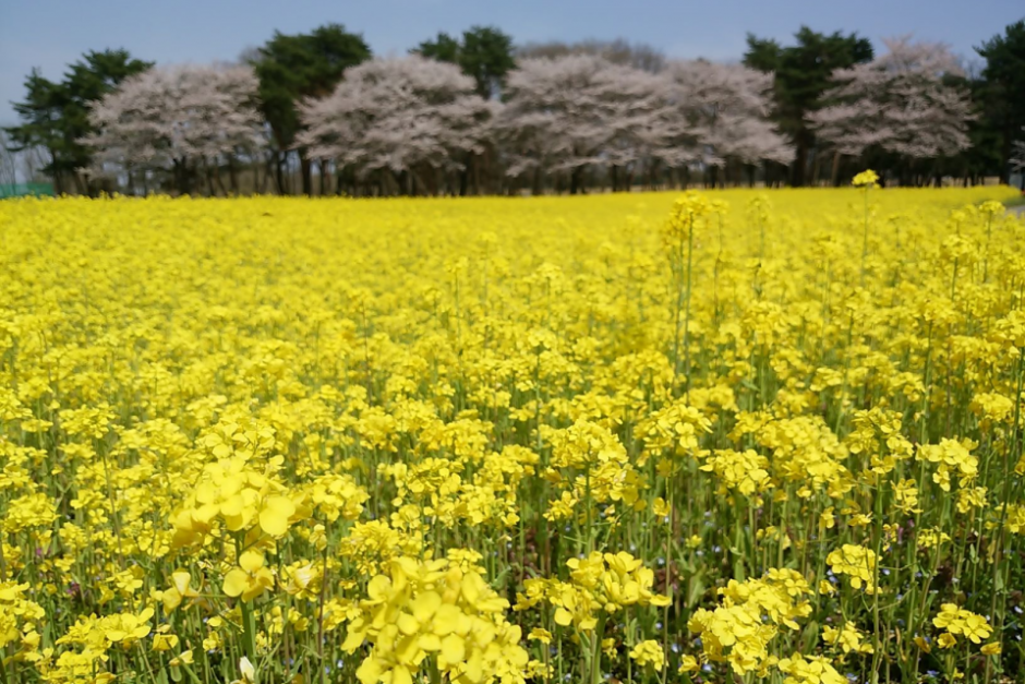 鬼怒グリーンパークの菜の花