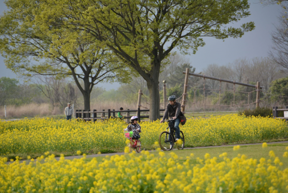 鬼怒グリーンパークの菜の花