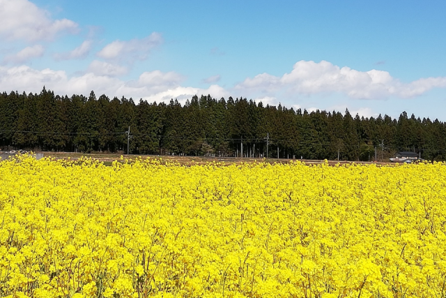 日光の３つの菜の花畑めぐり