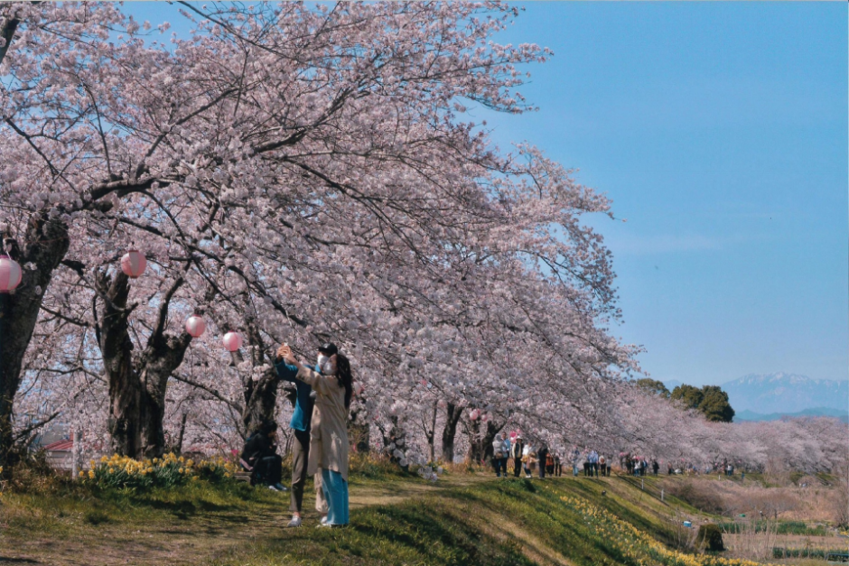 金崎の桜堤