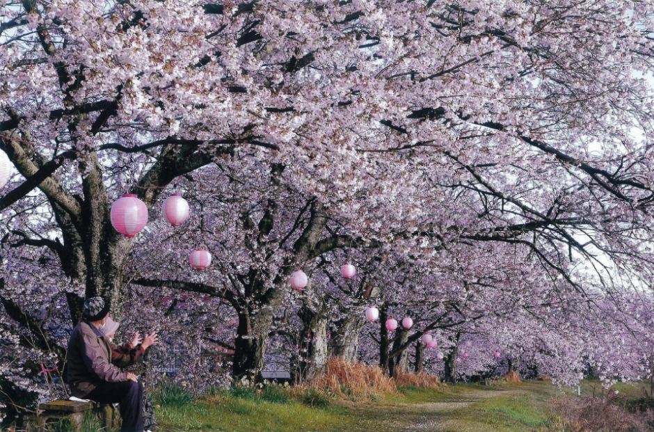金崎の桜堤
