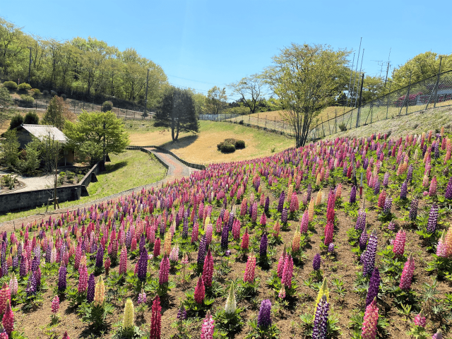 1万本のルピナスが鮮やかに咲く 鹿沼市花木センター へ とちぎの農村めぐり特集 栃木県農政部農村振興課