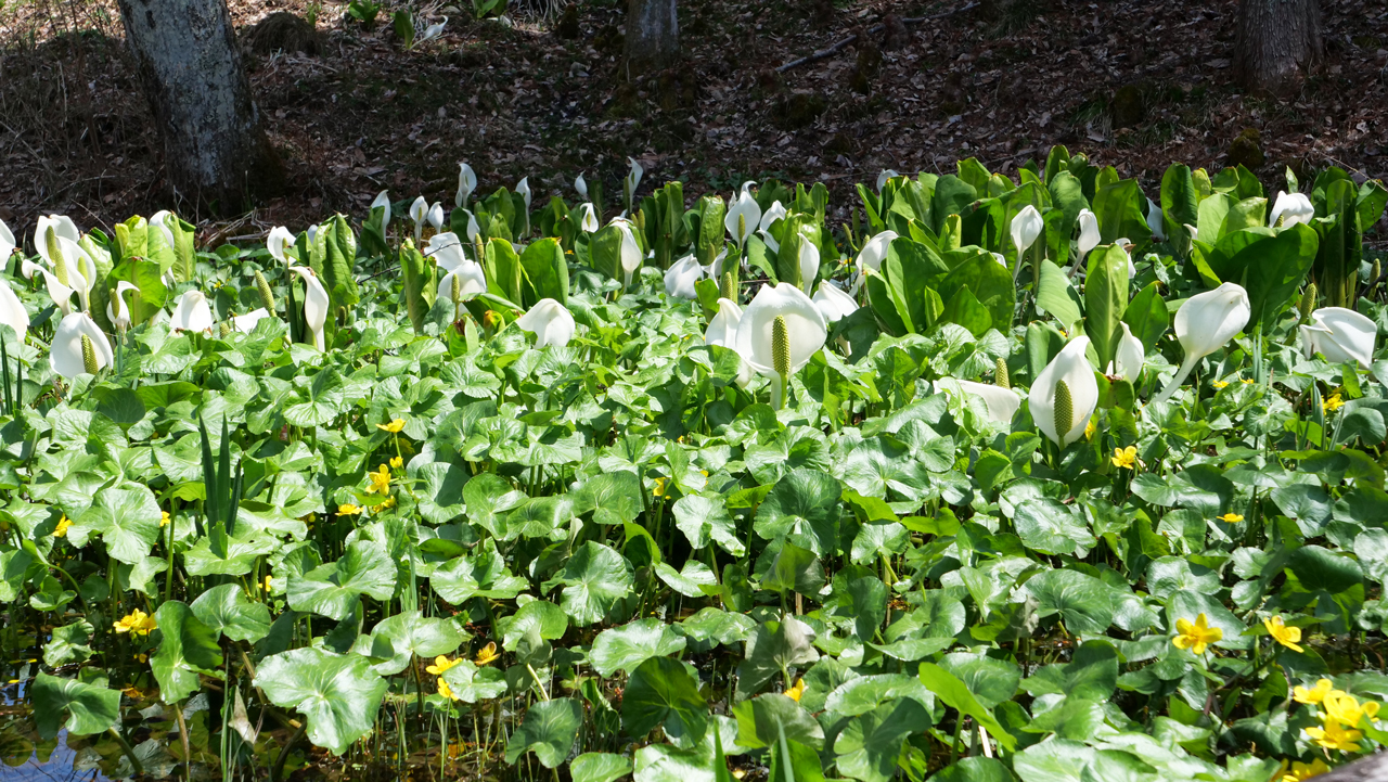 山野草の可憐な姿に気分もリフレッシュ♪「上三依水生植物園」へ