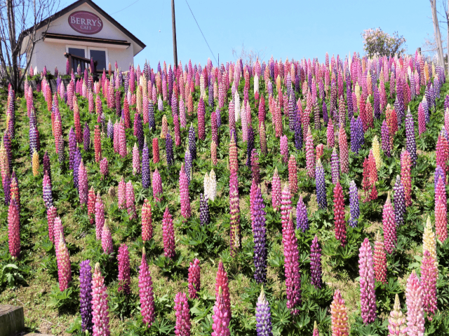 1万本のルピナスが鮮やかに咲く 鹿沼市花木センター へ とちぎの農村めぐり特集 栃木県農政部農村振興課