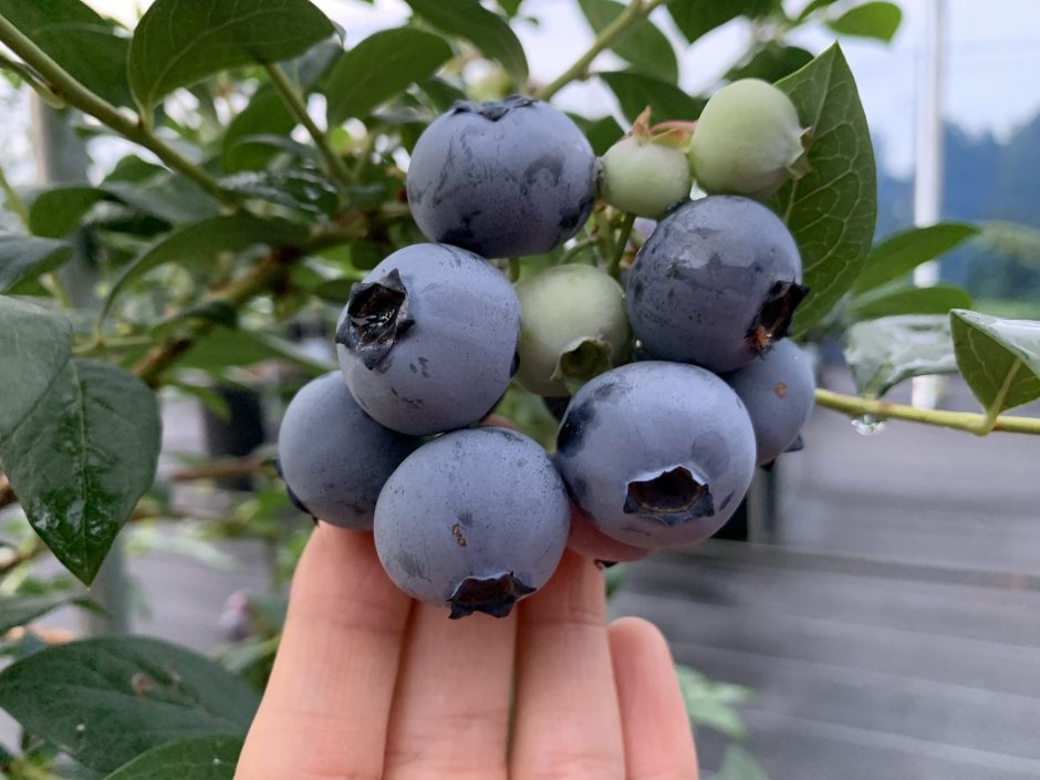 BLUEBERRY FARM UEKI （ブルーベリーファームウエキ）