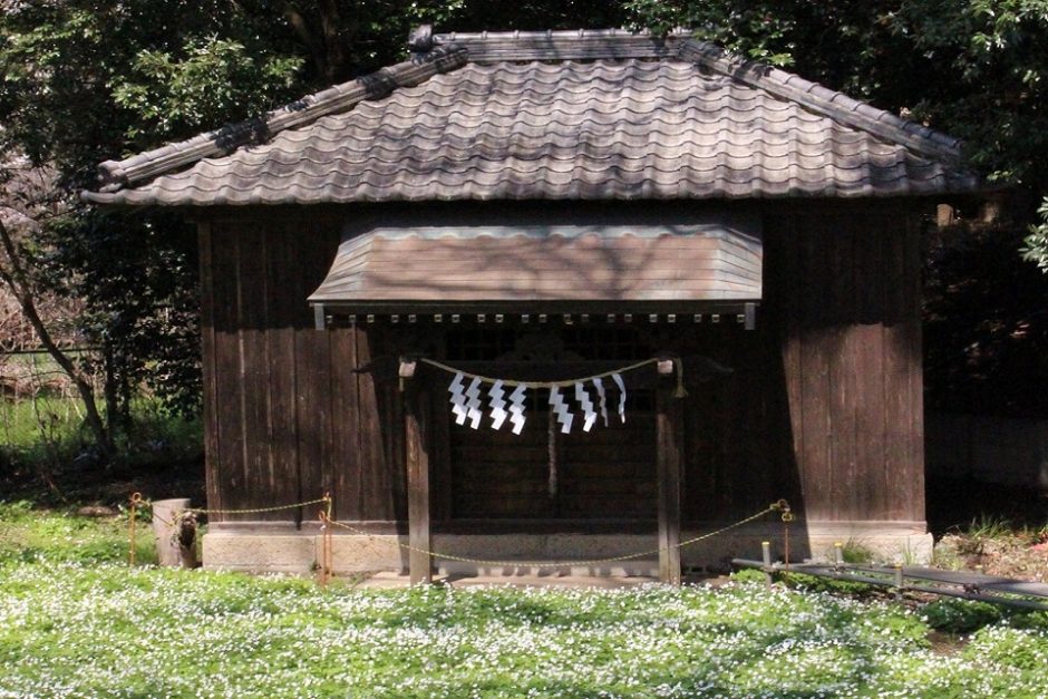 野木神社の二輪草