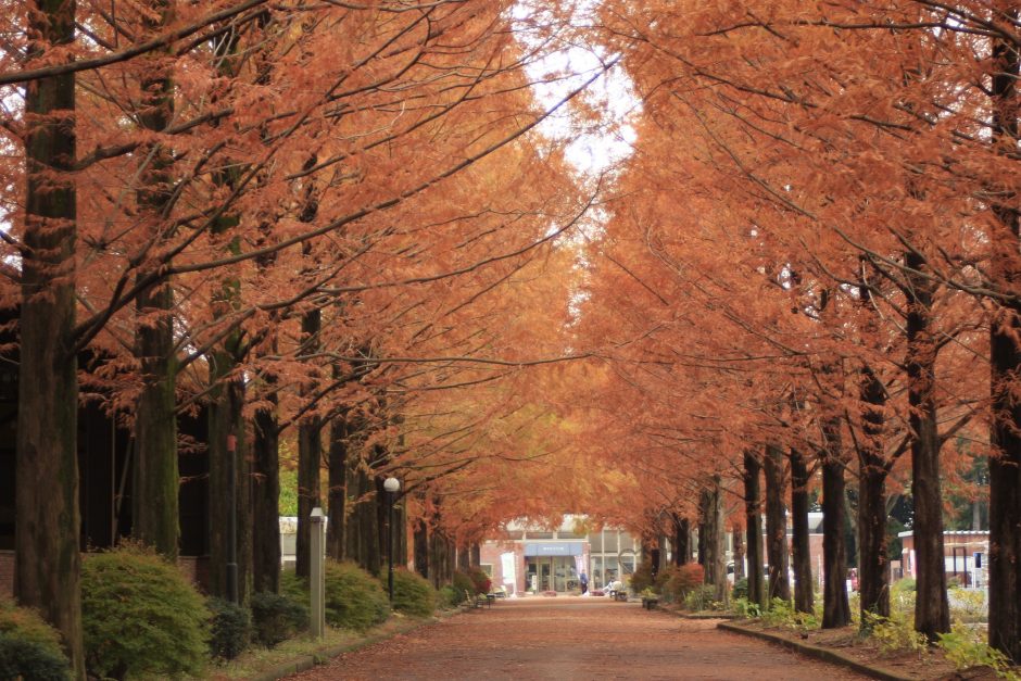 ホフマン館のメタセコイア並木道 とちぎの農村めぐり特集 栃木県農政部農村振興課 ホフマン館のメタセコイア並木道 とちぎの農村めぐり特集 栃木県農政部農村振興課