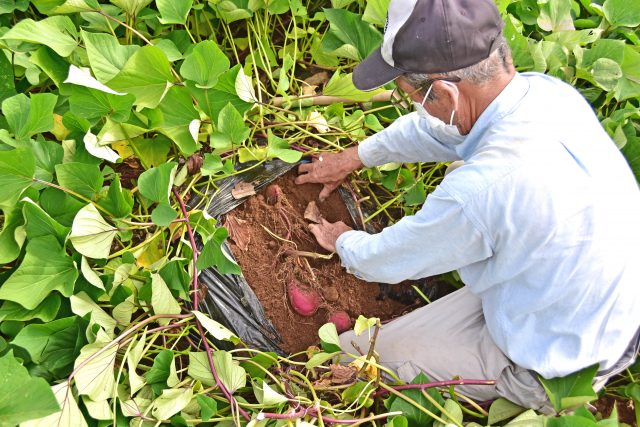 【観光農園特集】自然の甘みが詰まった6品種のさつまいもを栽培している「山崎観光農園」へ♪