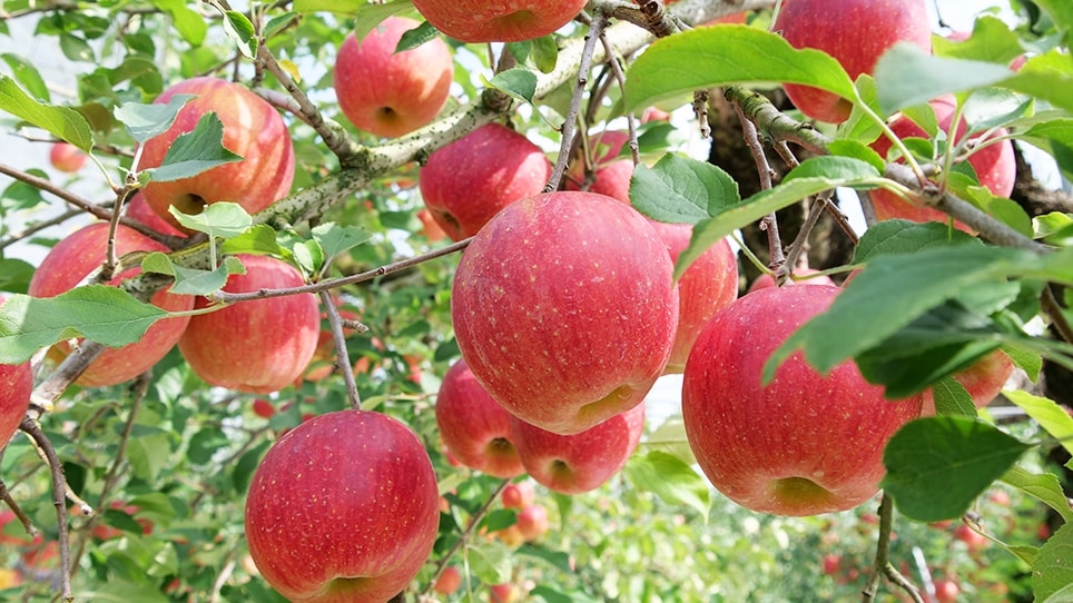 観光農園特集】蜜入りりんごの代名詞「ふじ」の季節到来！完熟りんごが