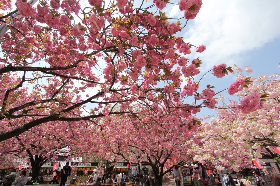 天平の丘公園　天平の花祭り