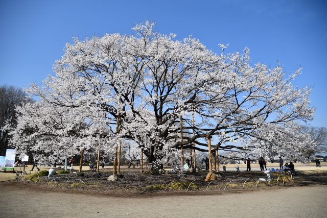 天平の丘公園　天平の花祭り