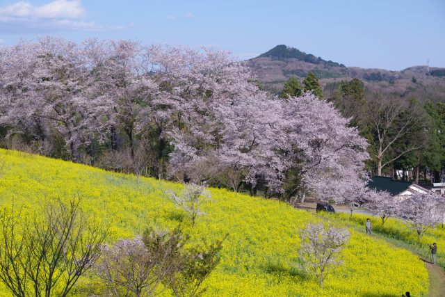 小宅古墳群の菜の花・桜